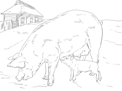 Pig Family Coloring Page